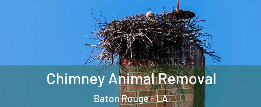  Chimney Animal Removal Baton Rouge - LA