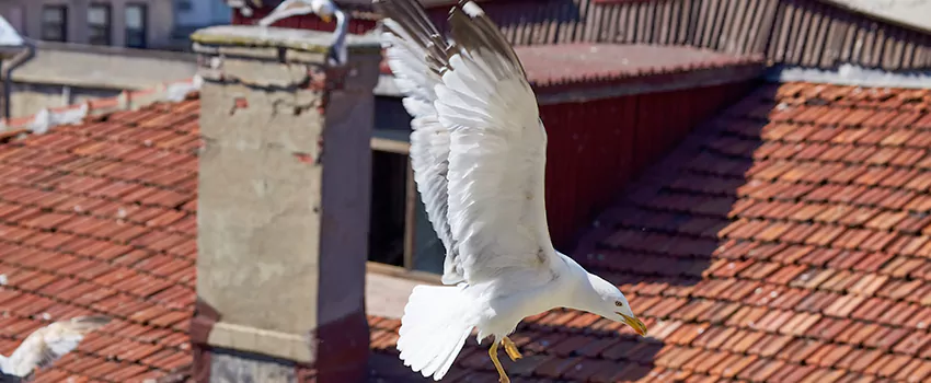 Residential Chimney Animal Removal Solution in Baton Rouge, LA